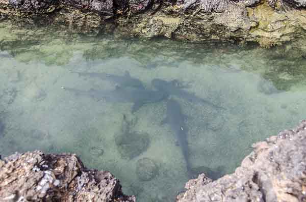 Tiburón Tintorera - islote Las Tintoreras - islas Galápagos - Ecuador 3.jpg